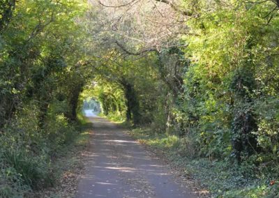 Woodland corridor – the cycle path between Cowes and Newport.