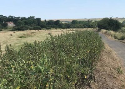 View across to Redway Farm from the cycle track.