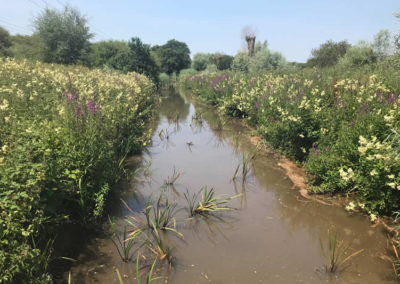 River Yar at Alverstone