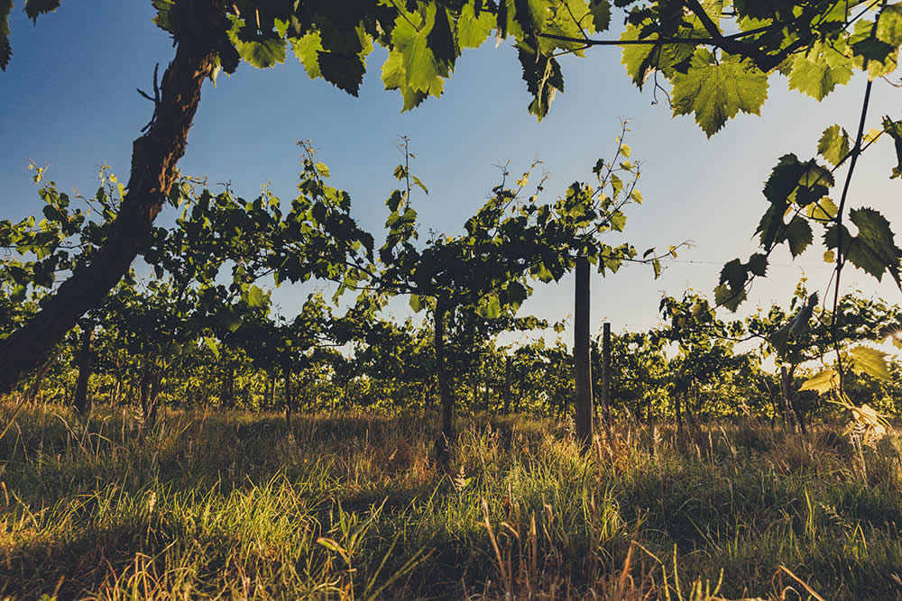 Rosemary Vineyard at sunset