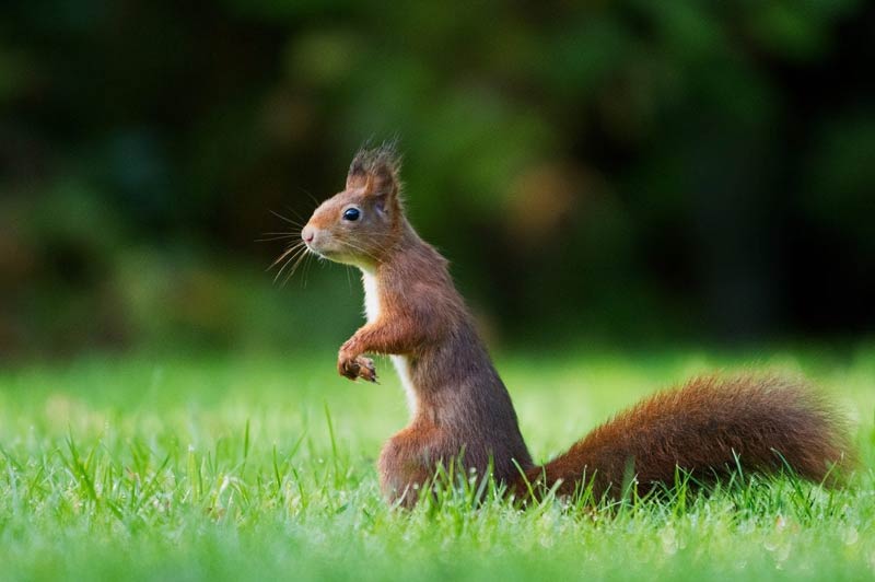 Red Squirrel Trust