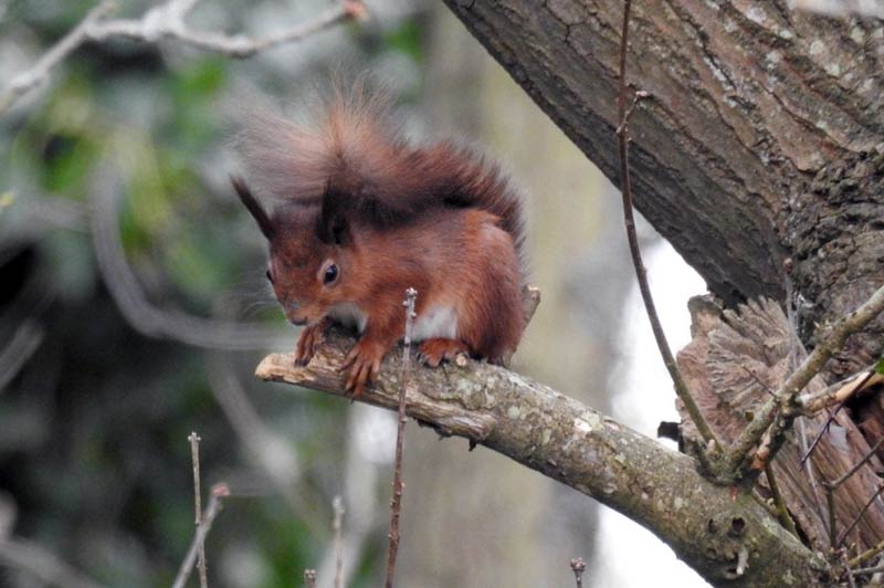 Red squirrel