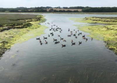 Geese on the Yar Estuary adjacent to the cycle path