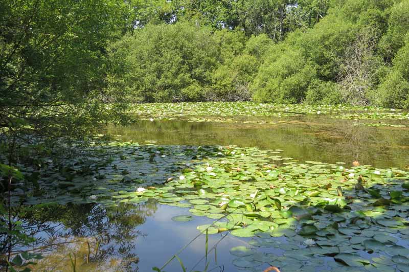 Dodnor Pond